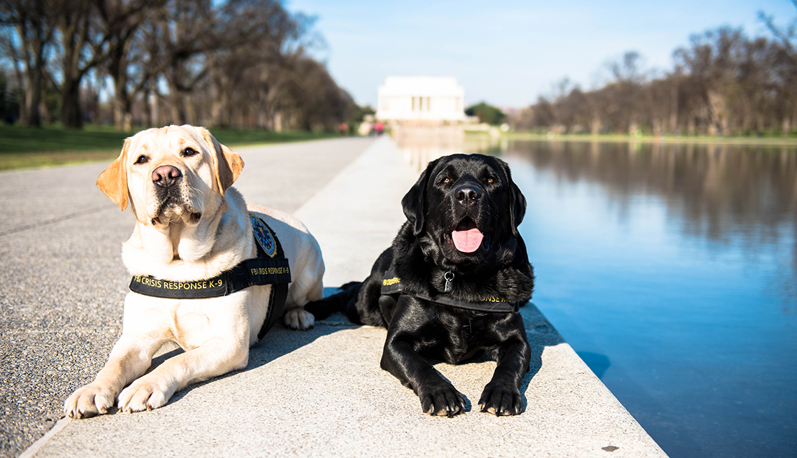 Wally, el labrador amarillo, y Gio, el labrador negro descansan al lado de un monumento en Washington, DC