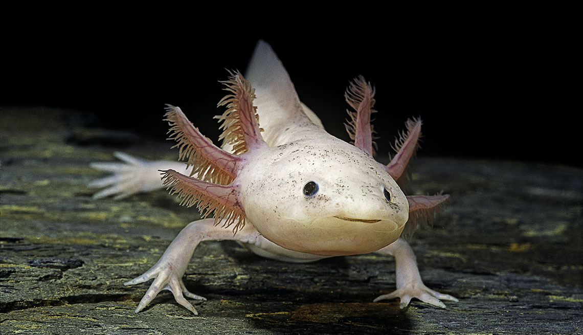 close up of an axolotl