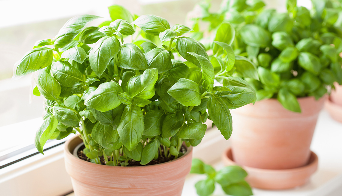 10 Recent Herbs That Have Shocking Well being Advantages