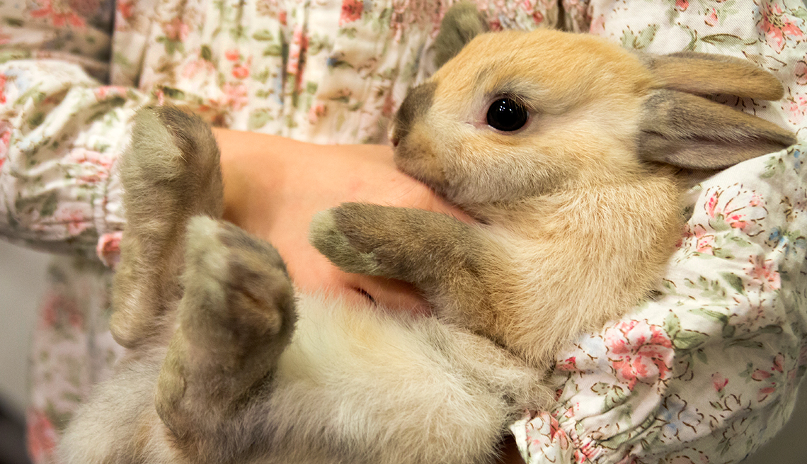 emotional support animals rabbit bunny 