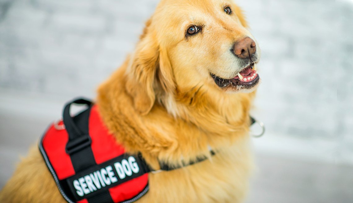 does a service dog need to be fixed