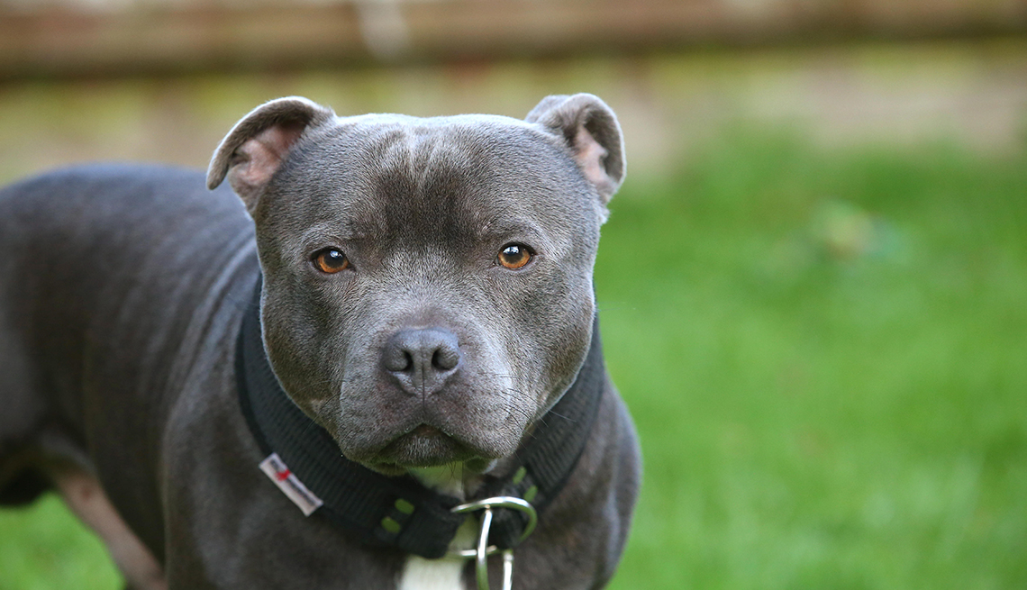 item 15 of Gallery image - Staffordshire Bull Terrier