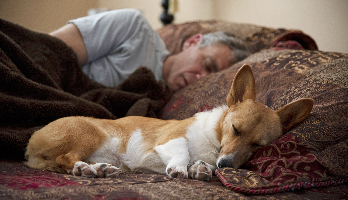 item 8 of Gallery image - a man sleeps in bed with his dog next to him sleeping and leaning its head on the other pillow