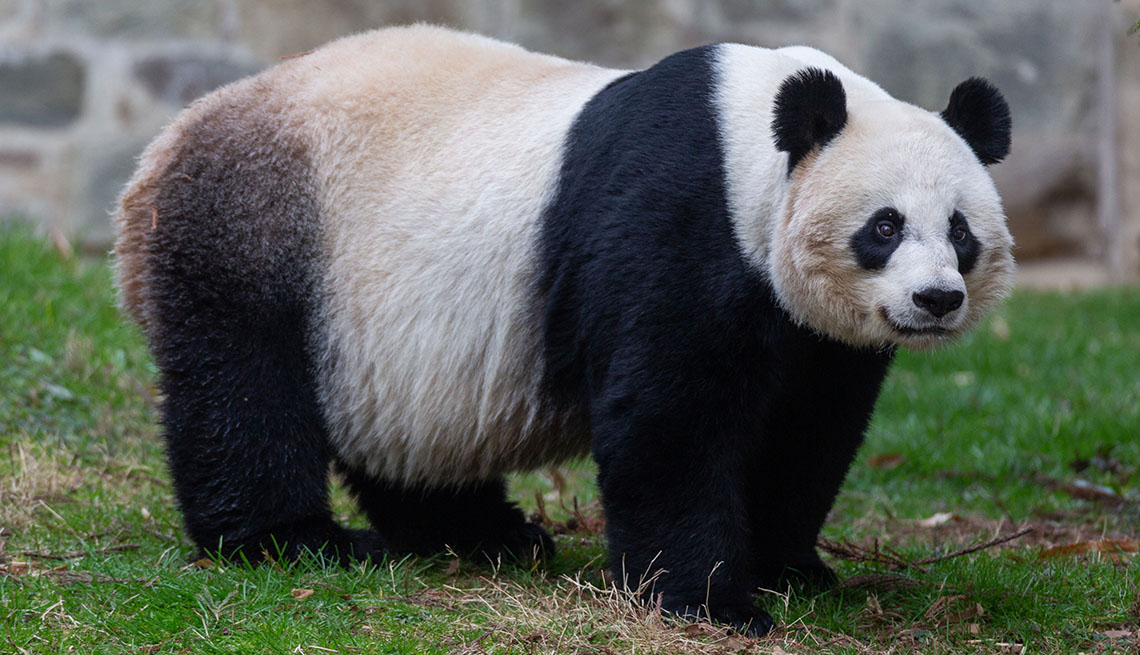 Representar musical No hagas Cámara en línea para ver el oso panda recién nacido