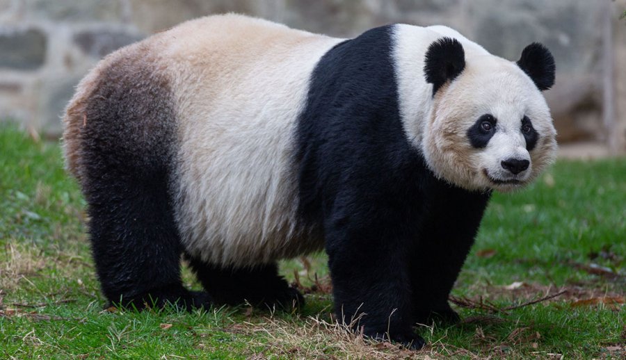 Beat the Pandemic Blues With an Adorable Baby Panda Cam
