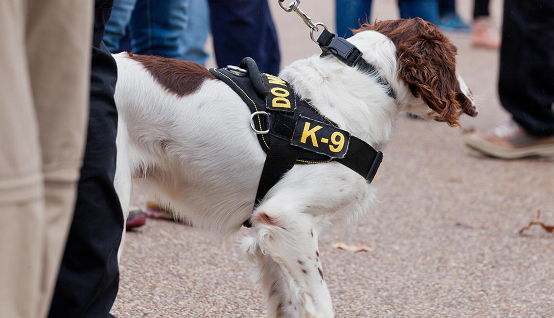 Perro con insignia del escuadrón de policía K-9 en las calles de Washington, D.C.