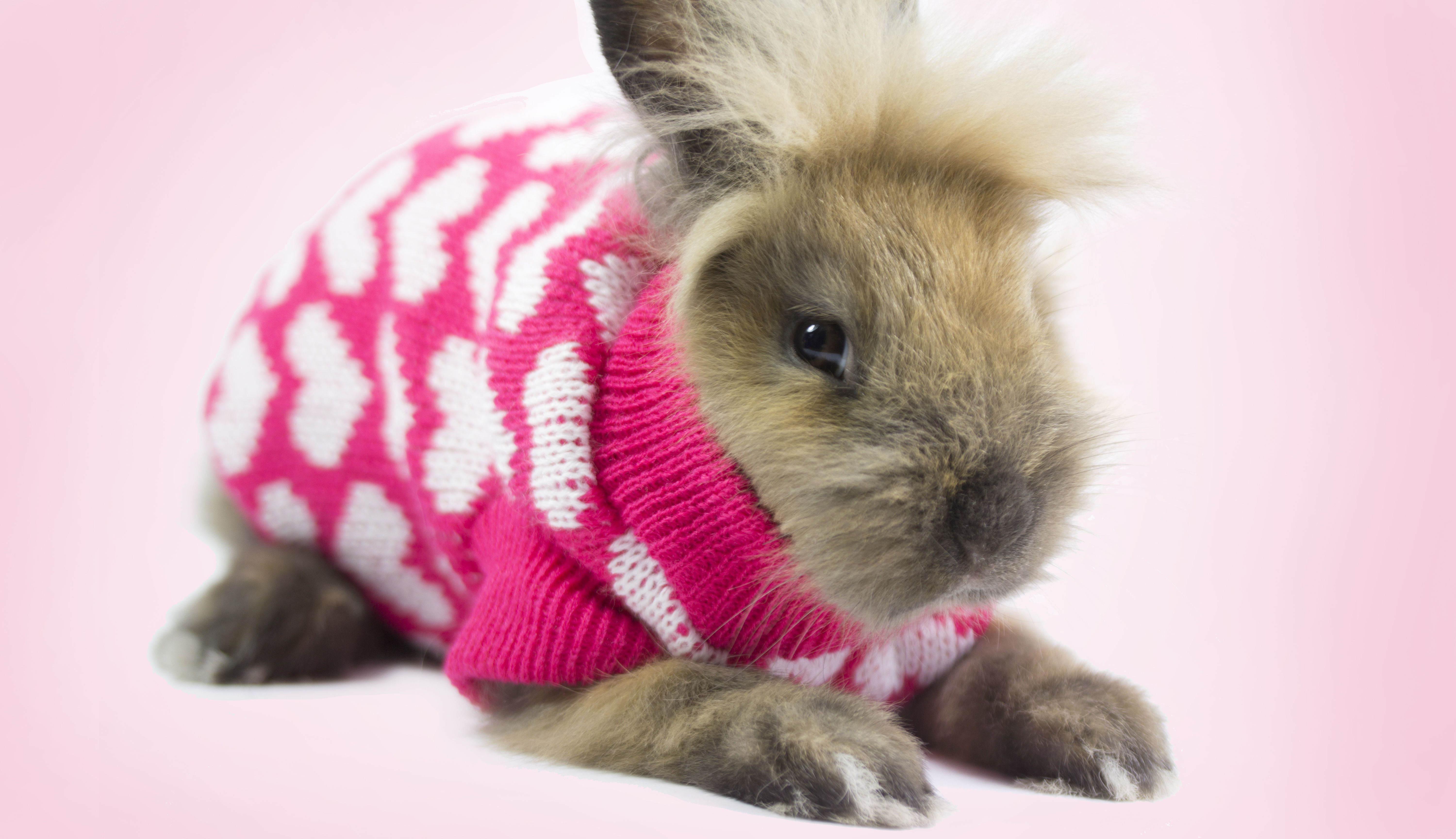 pet rabbit sweater