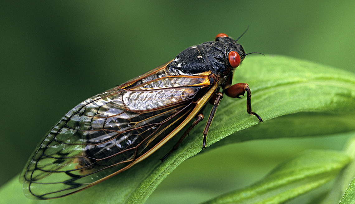 Billions of Cicadas Set to Invade the Eastern U.S.