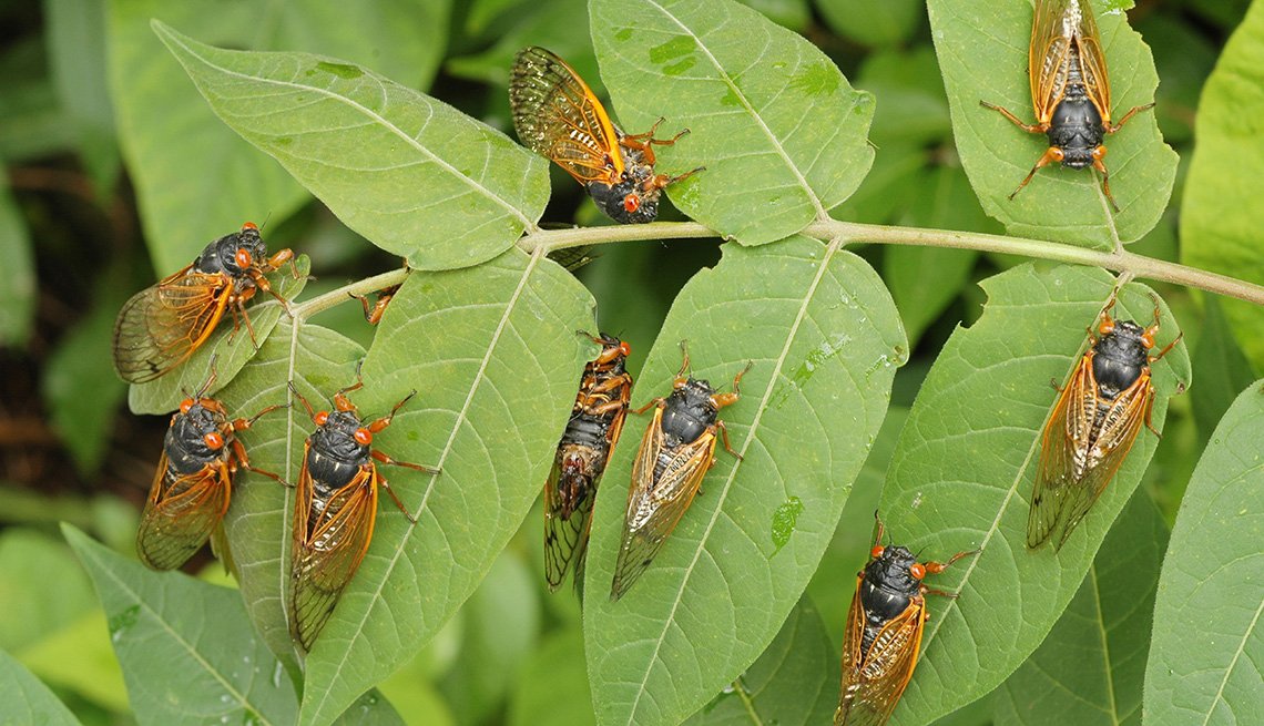 Cicadas 2021 When Do Cicadas Come Out In 2021 What Is Brood X