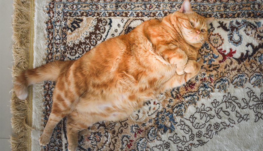 Is your pet battling with isolation weight gain?