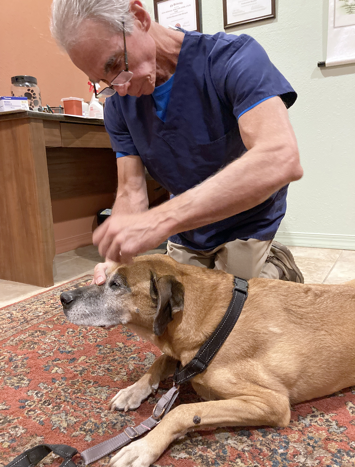 Un perro recibe tratamientos de acupuntura por parte del veterinario