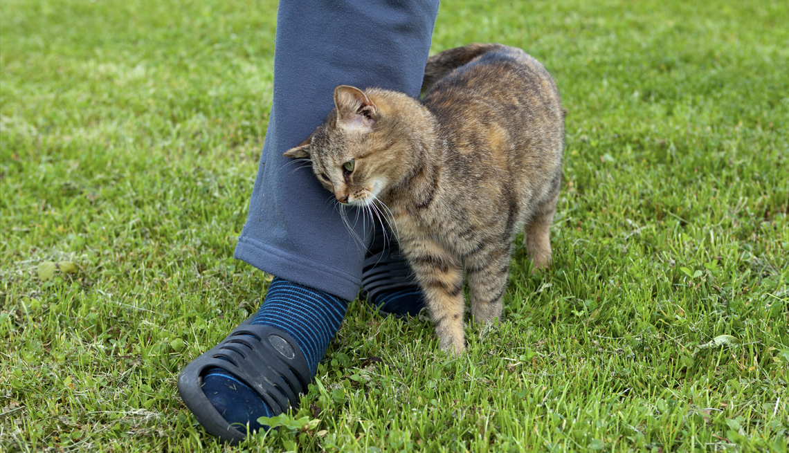 Gato atigrado frotándose en la pierna de una persona