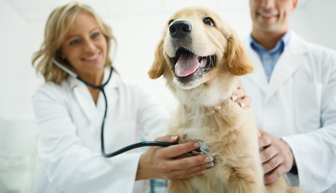 un perro feliz es examinado por veterinarios