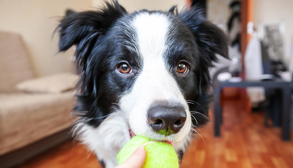 How To Make A Fascinating Spin-out Dog Treat Game - The Owner-Builder  Network