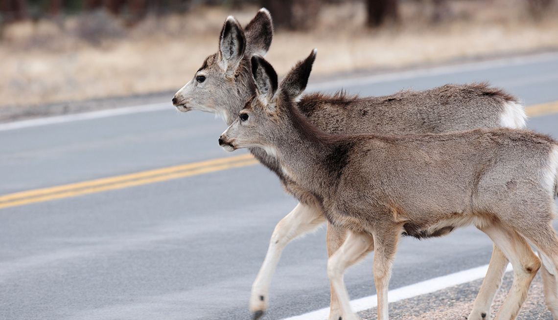 Deers crossing the road, Driving Resource Center