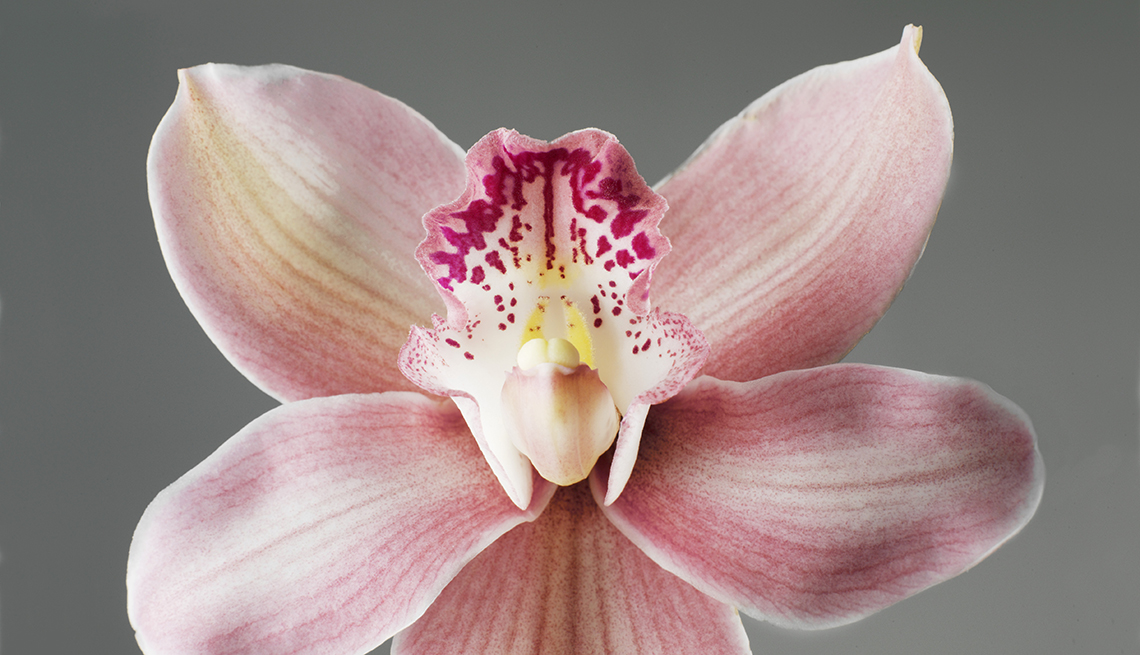 Flor de orquídea rosada y blanca