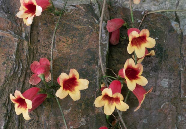 Bignonia, Otoño-florecientes para Jardines