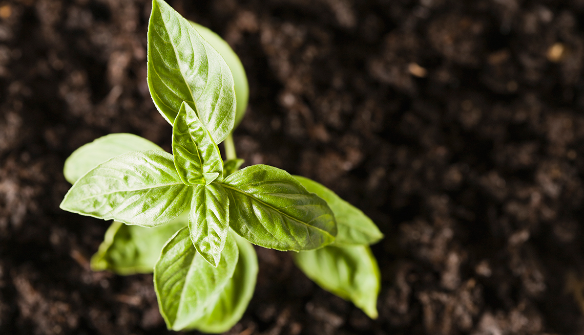 Albahaca, 10 Hierbas y verduras más fáciles de plantar en su jardín