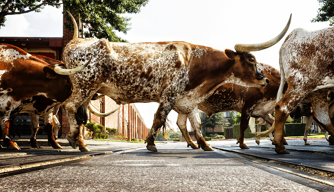 Un grupo de ganado de cuernos largos -longhorn- cruza una carretera