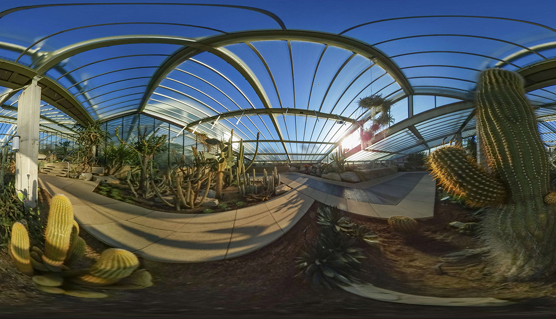 Vista de realidad virtual de un cactus y otras plantas