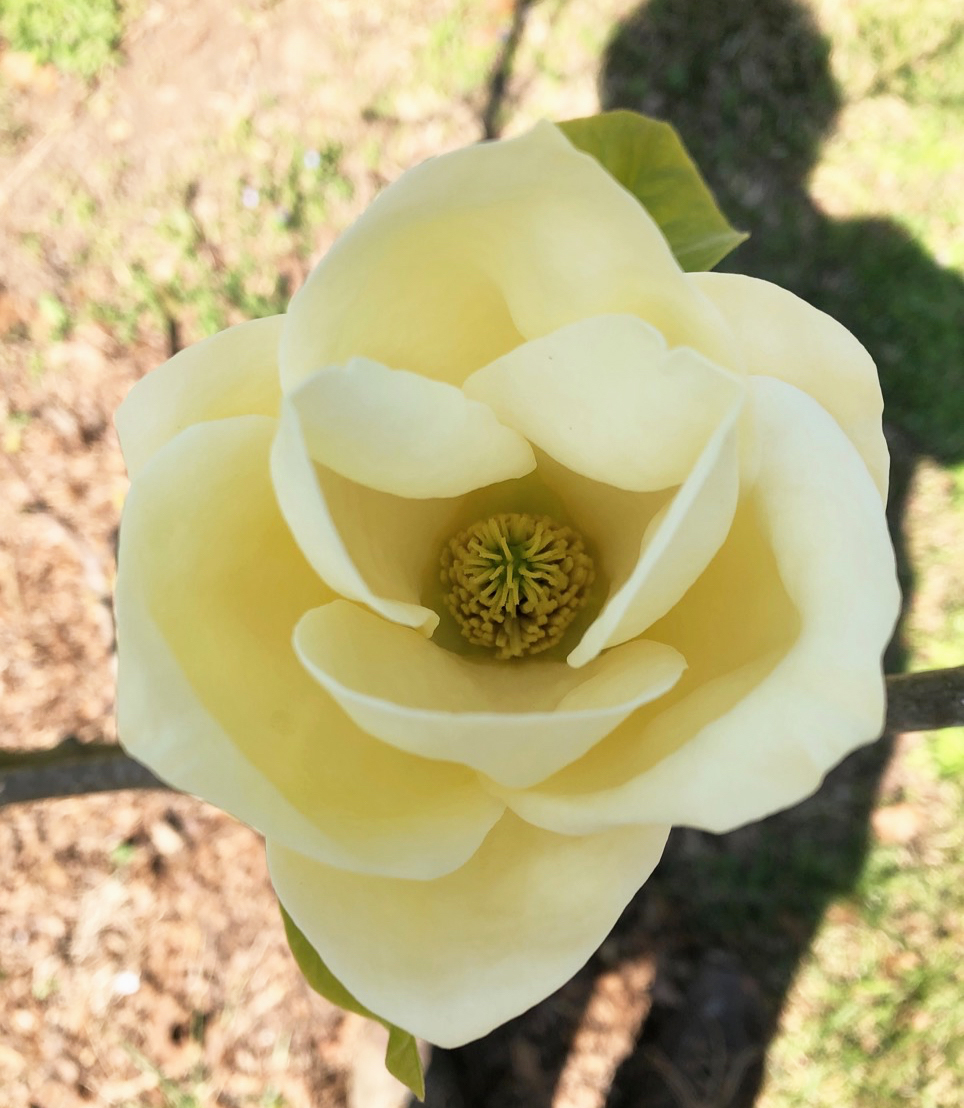 close up shot of a magnolia blossom with the photographer shadow in the background