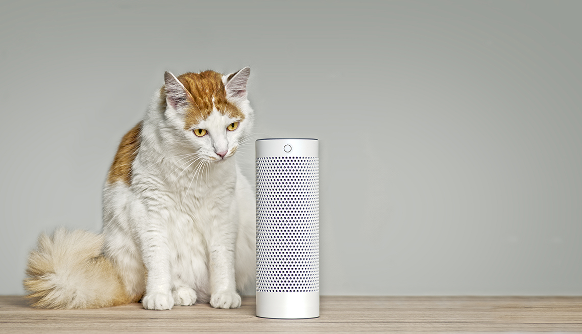 a brown and white cat sits next to a cylindrical smart speaker