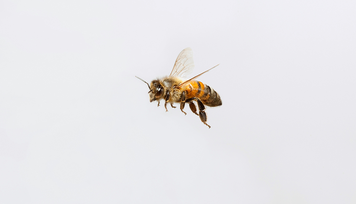 Tácticas para deshacerse de los insectos - Abejas