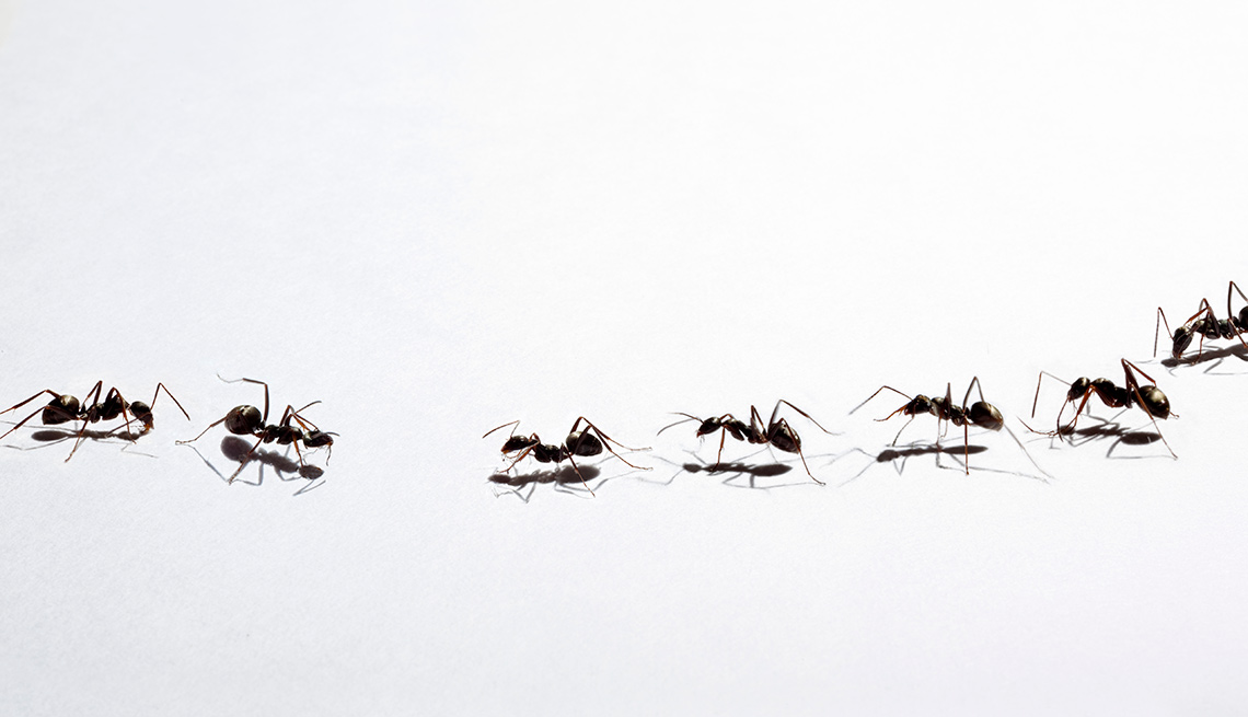Tácticas para deshacerse de los insectos - Hormigas