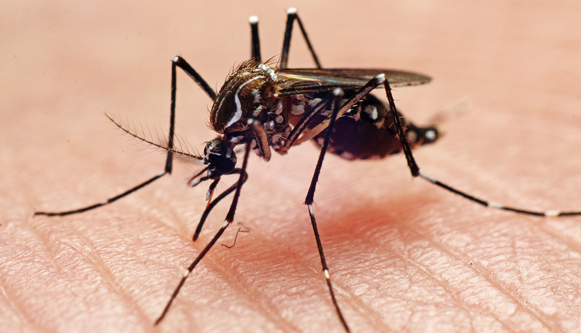 Tácticas para deshacerse de los insectos - Mosquito