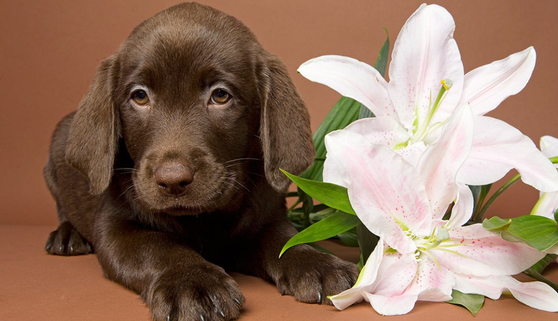 Hidden Dangers Of Spring For Your Pet