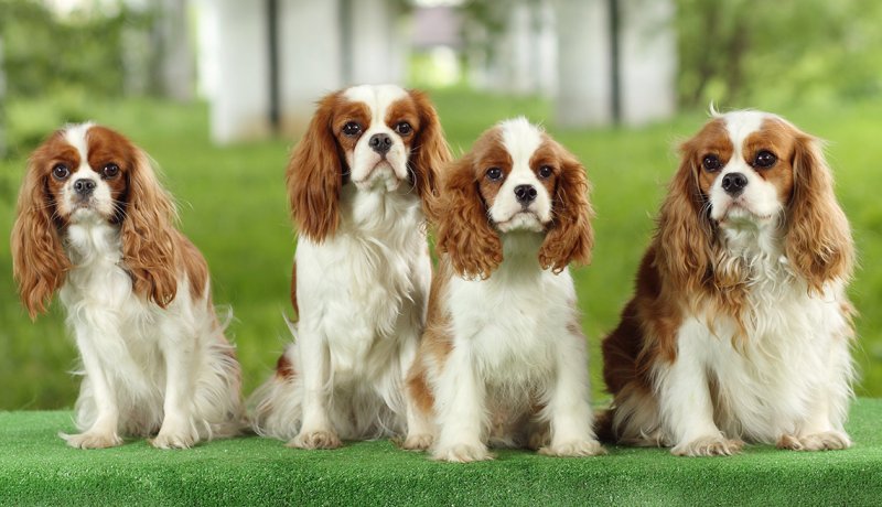 Bichon Frise Mix With Cavalier King Charles Spaniel