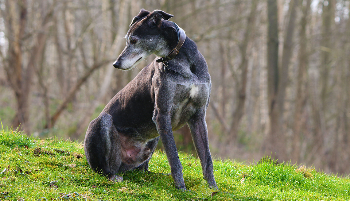 Greyhound dog