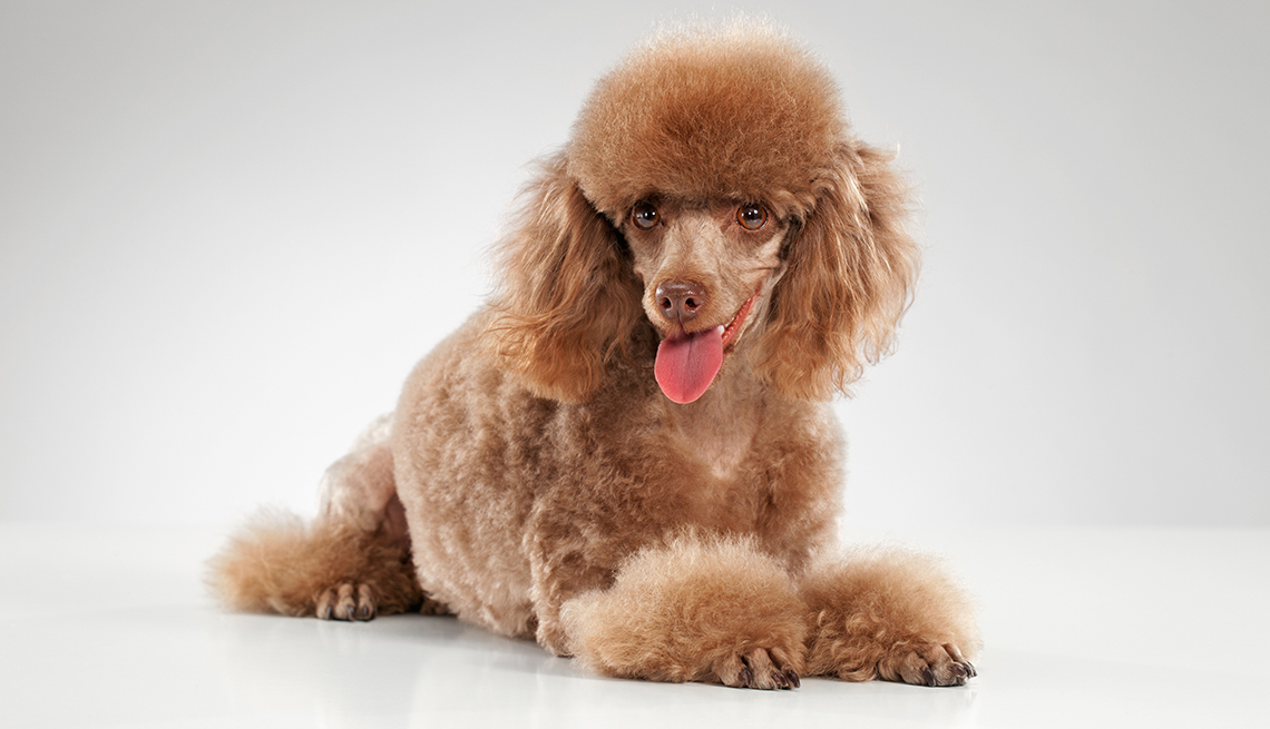 miniature poodle dog
