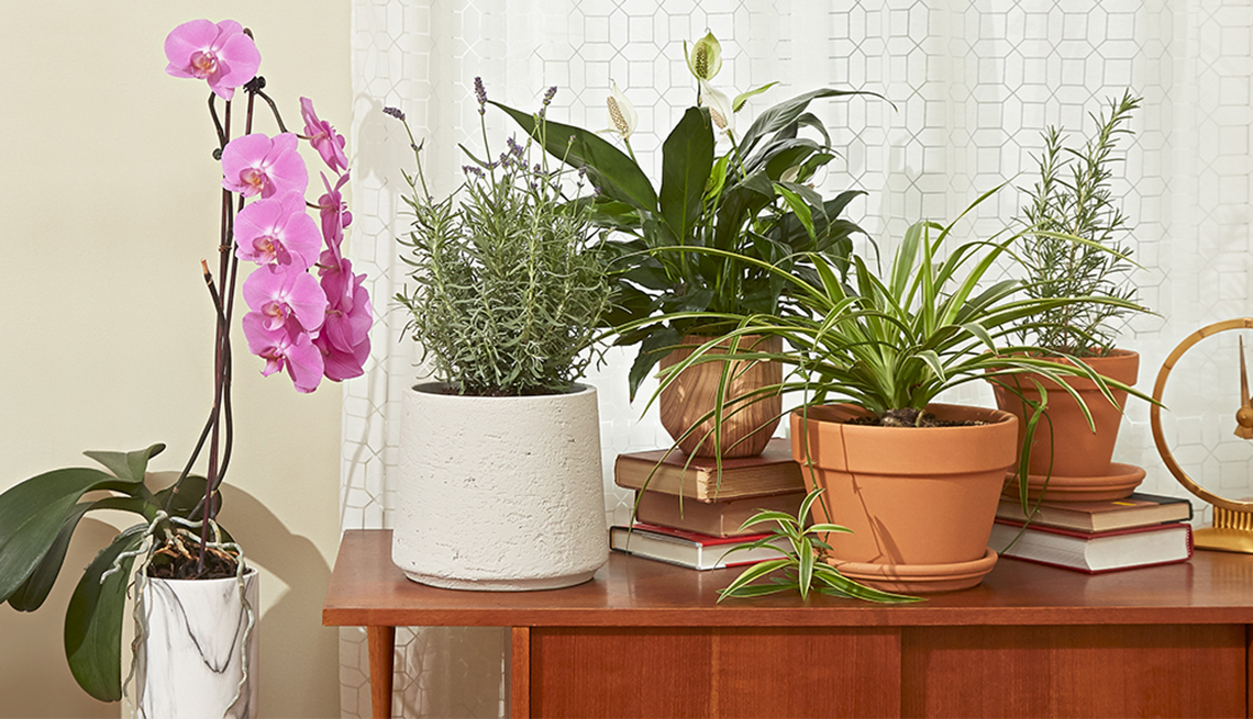 Varias plantas de interior sobre una mesa
