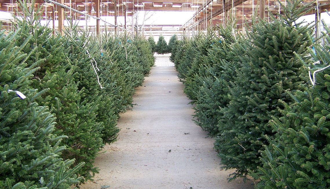 Christmas trees in a lot