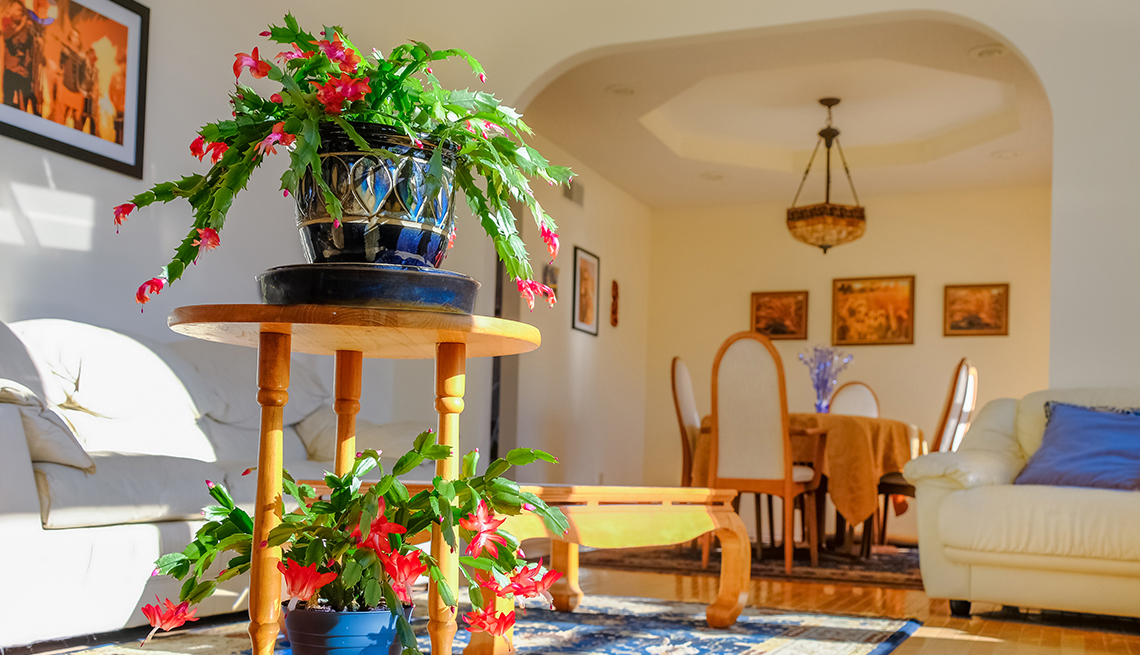 View of sunlit living room in Midwestern house with blooming house plants and photos on the wall; dining room in