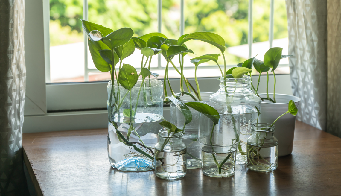 item 2 of Gallery image - glass jars with golden pothos in them