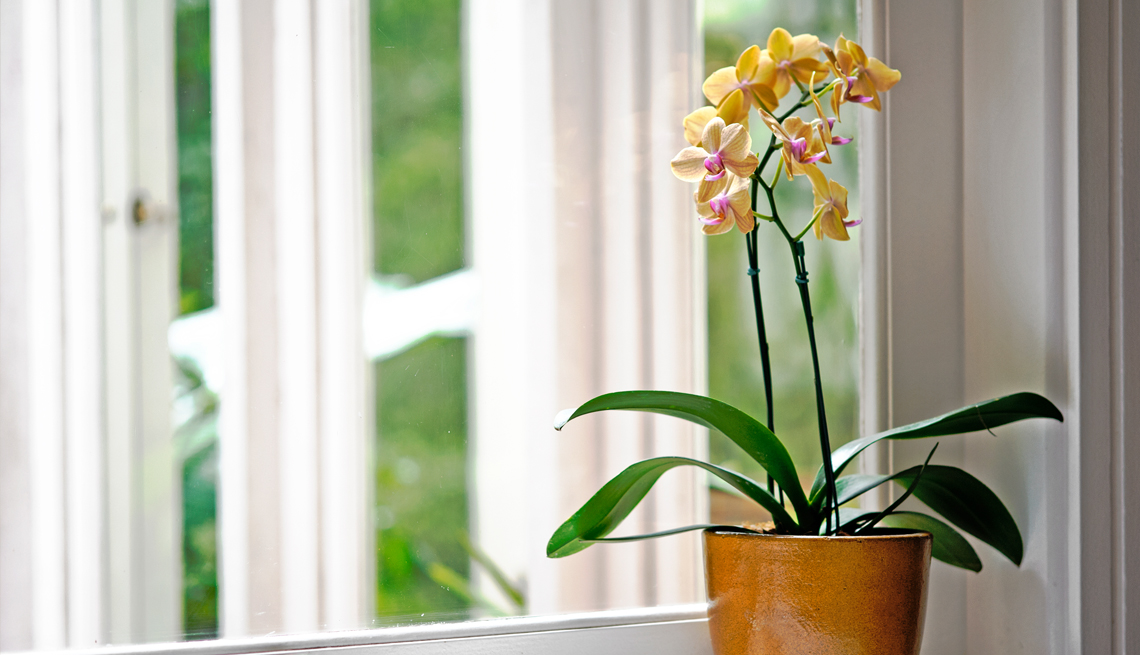 item 8 of Gallery image - yellow and pink orchids in a pot in front of a window