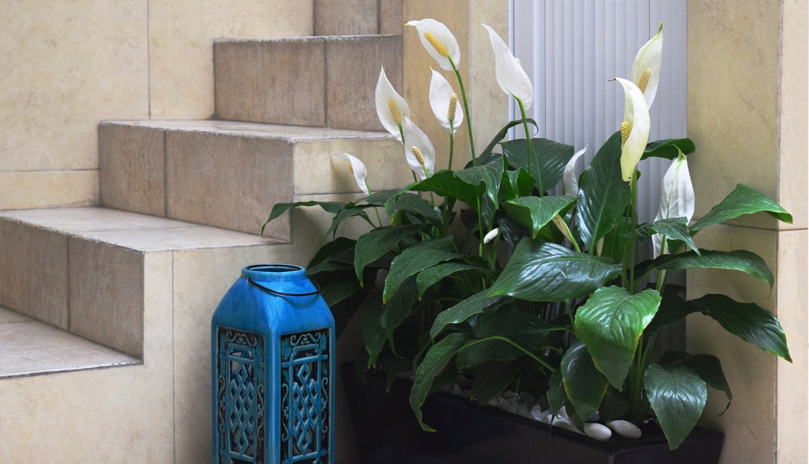 item 5 of Gallery image - a peace lily in a pot next to a staircase