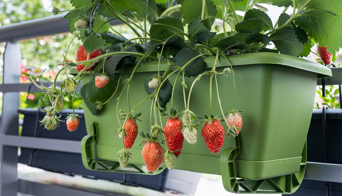 Growing organic strawberries on the balcony 