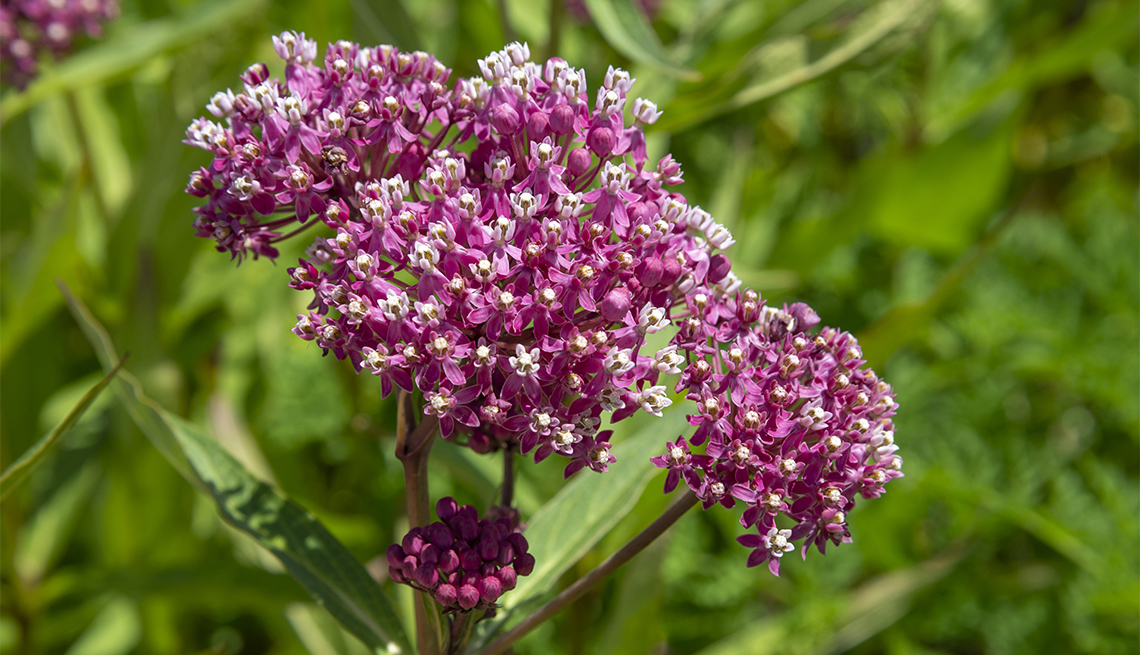 item 7 of Gallery image - Asclepias