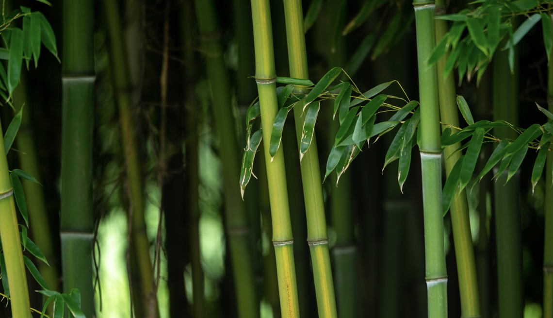 El bambú es una especie invasora en Estados Unidos