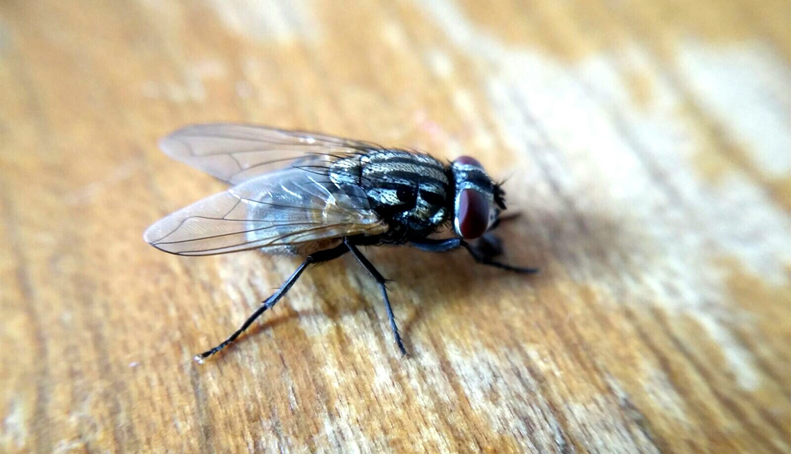housefly on wood table