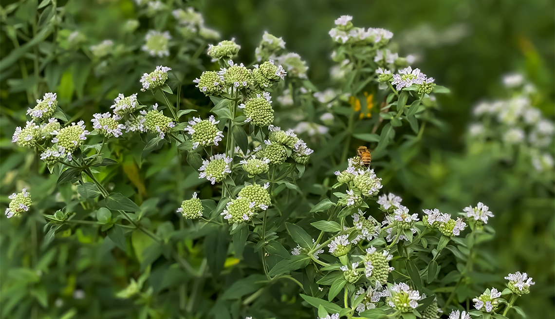 item 9 of Gallery image - mountain mint blooms 