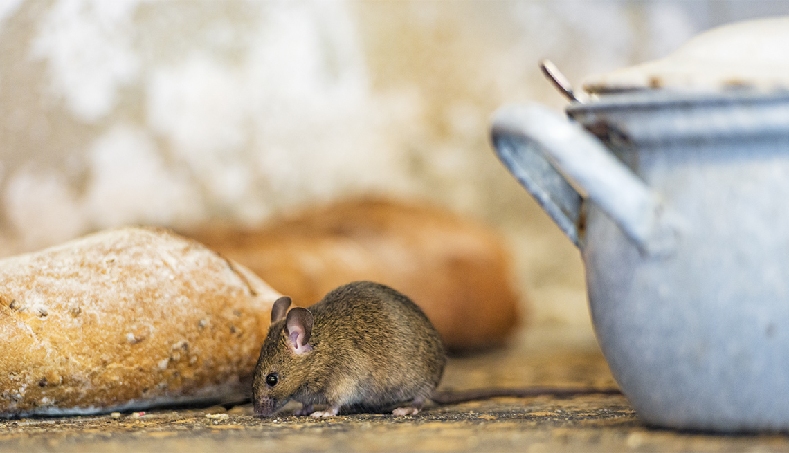 A brown mouse posing besides old bread and a blue pot