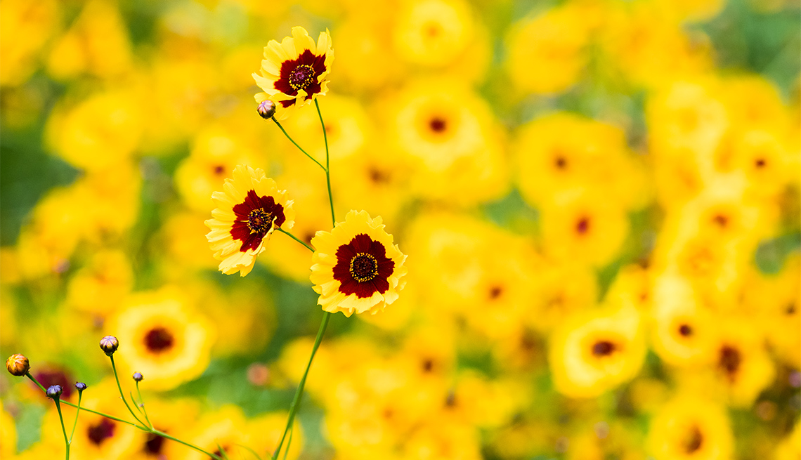item 5 of Gallery image - Coreopsis