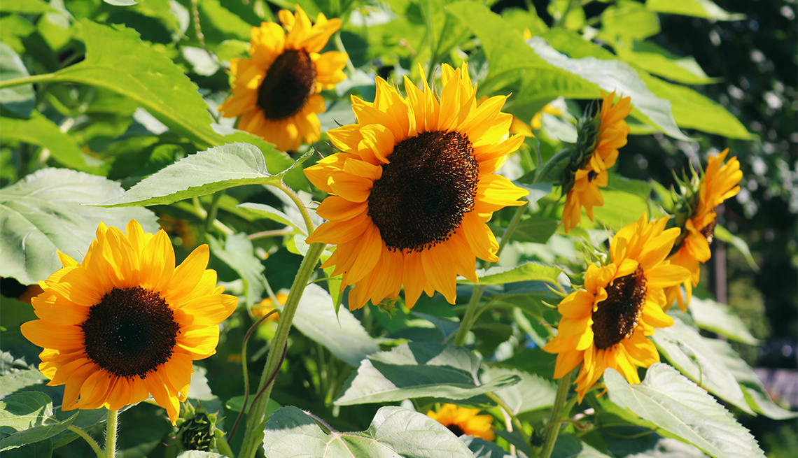 item 11 of Gallery image - Sunflowers