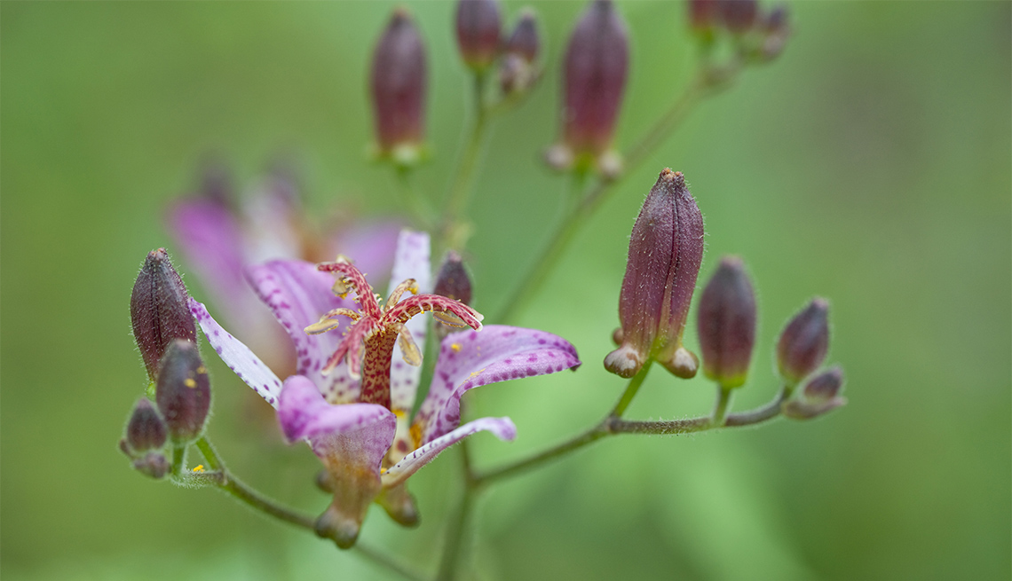 item 10 of Gallery image - Toad Lily