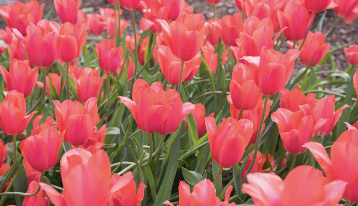 Tulipanes de color rosa