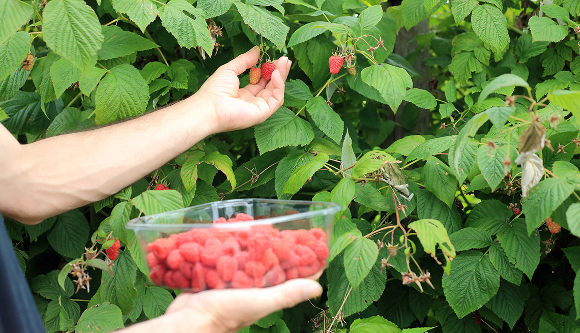Frutas que puedes cultivar orgánicamente en tu jardín